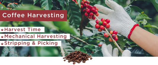 Harvesting Coffee