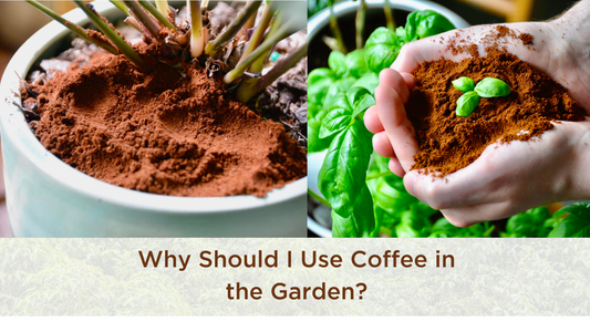 Why should I use coffee in the garden?